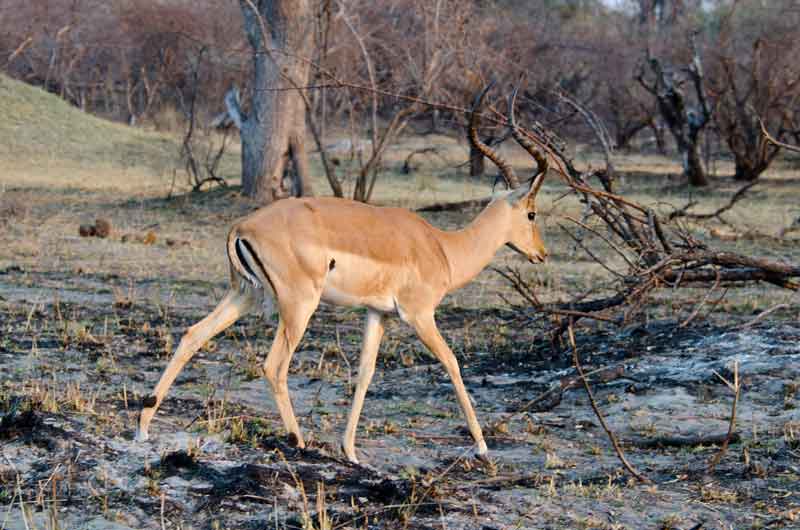 Antílope Impala - parque nacional de Bwabwata - Namibia 2.jpg